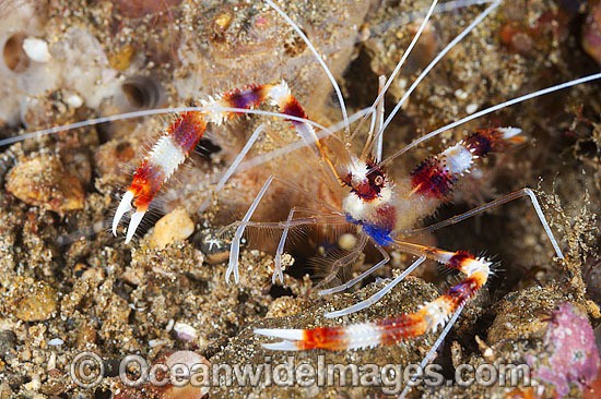Coral Cleaner Shrimp Stenopus hispidus photo