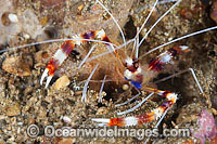 Coral Cleaner Shrimp Stenopus hispidus Photo - Gary Bell
