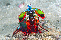 Mantis Shrimp Odontodactylus scyallarus Photo - Gary Bell