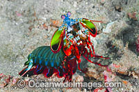 Mantis Shrimp Photo - Gary Bell