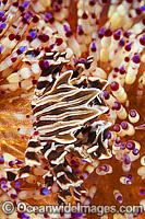 Zebra Urchin Crab Zebrida adamsii Photo - Gary Bell