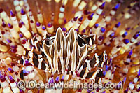 Zebra Urchin Crab Zebrida adamsii Photo - Gary Bell