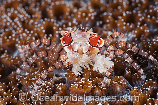 Boxer Crab resting on coral photo