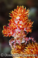 Candy Crab decorated in Soft Coral Photo - Gary Bell