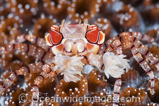 Boxer Crab Lybia tessellata photo