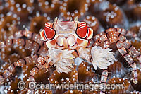 Boxer Crab Lybia tessellata Photo - Gary Bell