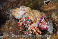 Hermit Crab Dardanus pedunculatus Photo - Gary Bell