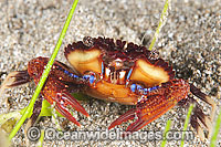 Rock Crab Plagusia dentipes Photo - Gary Bell