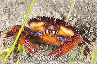 Rock Crab Plagusia dentipes Photo - Gary Bell