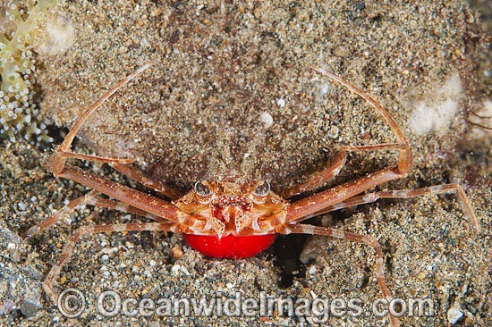 Scissors Crab with eggs photo