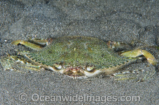 Swimmer Crab in sand photo
