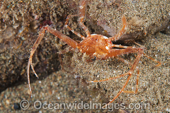 Scissors Crab Lupocyclus philippinensis photo