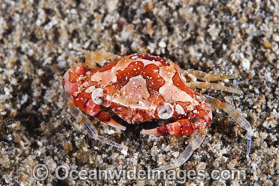 Harlequin Crab Lissocarcinus laevis photo