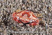 Harlequin Crab Lissocarcinus laevis Photo - Gary Bell