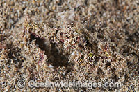 Crab covered in sand Photo - Gary Bell