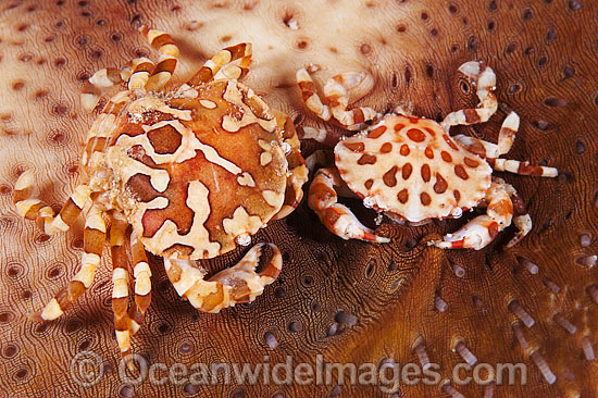 Harlequin Crab Lissocarcinus orbicularis photo