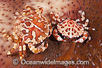 Harlequin Crab Lissocarcinus orbicularis Photo - Gary Bell