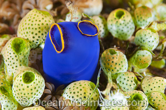 Blue Tunicate & GreenTunicate photo Blue Tunicate & GreenTunicate photo
