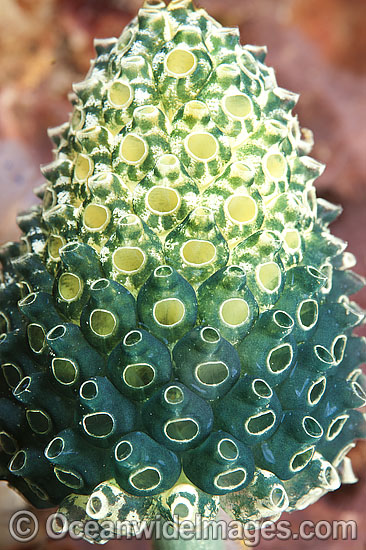 Bottlebrush Ascidian photo Bottlebrush Ascidian photo