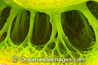 Green Tunicate Photo - Gary Bell