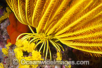 Crinoid hold-fasts Photo - Gary Bell