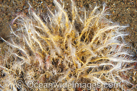 Tangled Tube Worm Filograna implexa photo