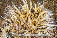 Tangled Tube Worm Filograna implexa Photo - Gary Bell