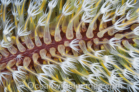 Sea Pen polyps photo Sea Pen polyps photo