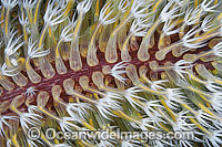 Sea Pen polyps Photo - Gary Bell