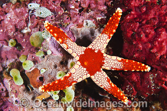 Orange Marble Sea Star photo Orange Marble Sea Star photo