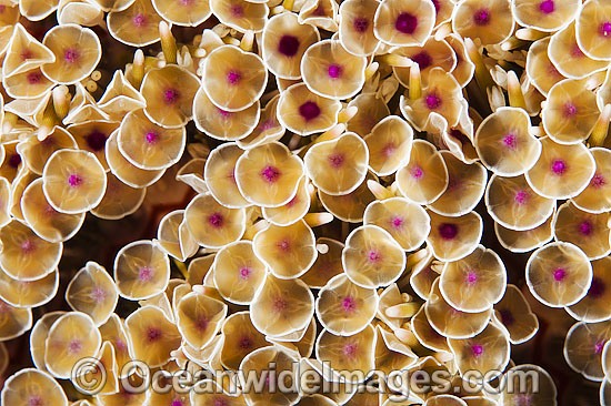 Flower Urchin spines photo