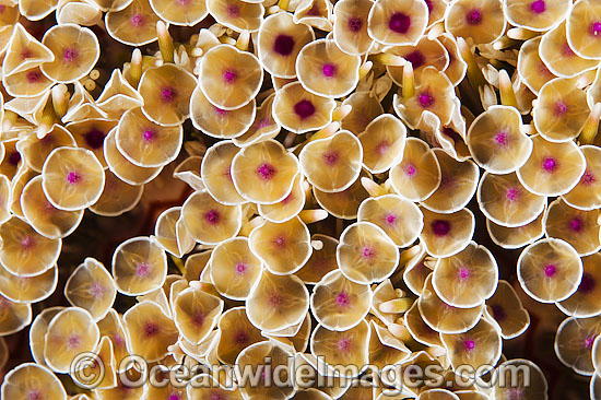 Flower Urchin (Toxopneustes pileolus), close detail of venomous spines. Also known as Toxic or Venomous Sea Urchin. This Urchin has sharp toxic spines and has caused fatalities. Found throughout the Indo-Pacific. Anilao, Philippines. Coral Triangle. Photo - Gary Bell Flower Urchin (Toxopneustes pileolus), close detail of venomous spines. Also known as Toxic or Venomous Sea Urchin. This Urchin has sharp toxic spines and has caused fatalities. Found throughout the Indo-Pacific. Anilao, Philippines. Coral Triangle. Photo - Gary Bell