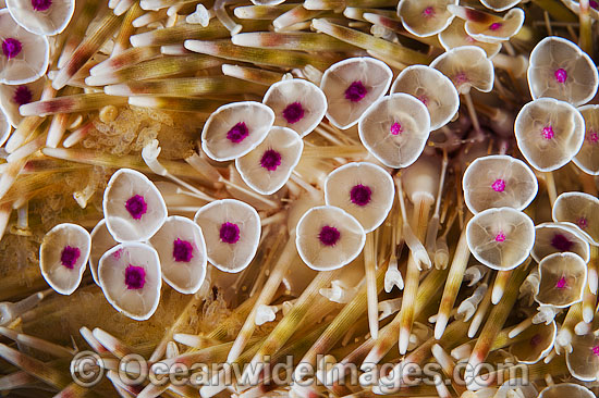 Flower Urchin spines photo Flower Urchin spines photo