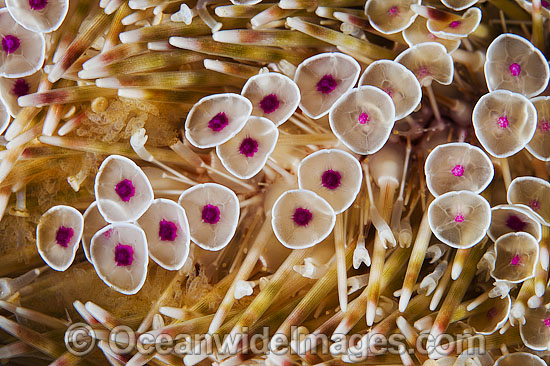 Flower Urchin spines photo