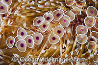 Flower Urchin spines Photo - Gary Bell