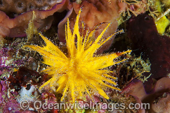 Sea Sponge photo Sea Sponge photo