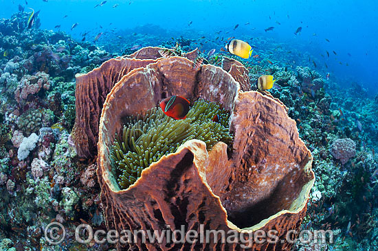 Reef Scene and Butterflyfish photo Reef Scene and Butterflyfish photo