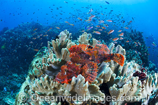 Scorpionfish and Soft Corals photo Scorpionfish and Soft Corals photo