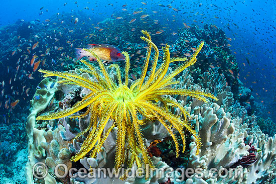 Tropical Reef Scene photo