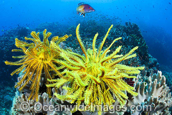 Tropical Reef Scene photo