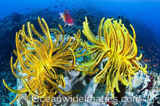 Fish Crinoids and Reef photo