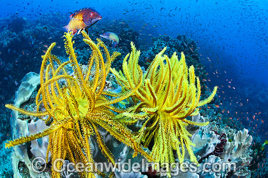 Crinoids and Reef Scene photo