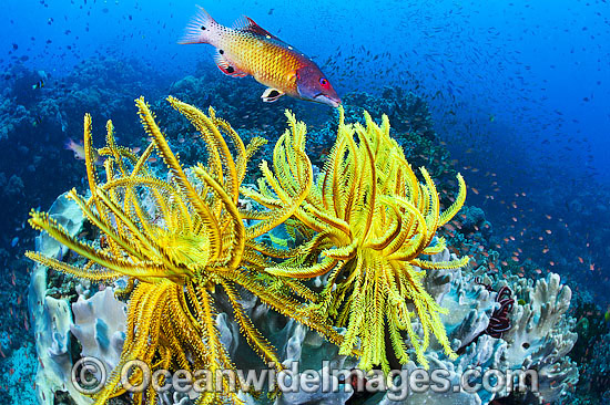 Tropical Reef Scene photo