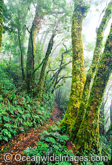 Track (known as Border Track) leading through sub-tropical Antarctic Beech Tree (Nothofagus moorei) rainforest. Lamington World Heritage National Park, Queensland, Australia Photo - Gary Bell Track (known as Border Track) leading through sub-tropical Antarctic Beech Tree (Nothofagus moorei) rainforest. Lamington World Heritage National Park, Queensland, Australia Photo - Gary Bell