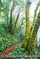 Track through Rainforest Photo - Gary Bell