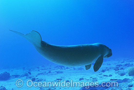 Dugong (Dugong dugon). Cocos (Keeling) Islands, Australia. Dugongs can be found in warm coastal waters from East Africa to Australia. Also known as Sea Cow. Classified Vulnerable on the IUCN Red List. Now a Protected species. Photo - Gary Bell