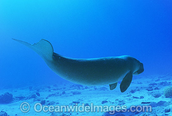 Dugong Cocos Island photo