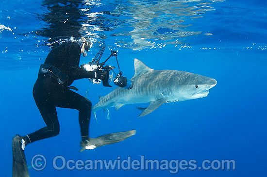 Underwater photographer observing a Tiger Shark (Galeocerdo cuvier). Found in Tropical seas, with seasonal sightings in warm temperate areas. Photo taken at the Great Barrier Reef, Qld, Australia Photo - Gary Bell