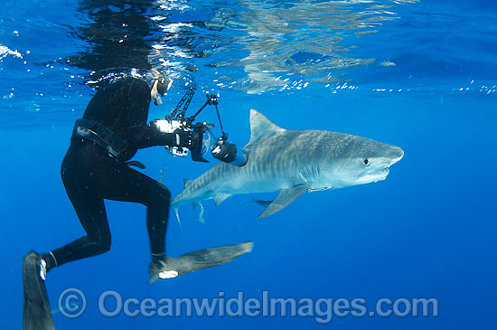 Underwater photographer observing a Tiger Shark (Galeocerdo cuvier). Found in Tropical seas, with seasonal sightings in warm temperate areas. Photo taken at the Great Barrier Reef, Qld, Australia Photo - Gary Bell Underwater photographer observing a Tiger Shark (Galeocerdo cuvier). Found in Tropical seas, with seasonal sightings in warm temperate areas. Photo taken at the Great Barrier Reef, Qld, Australia Photo - Gary Bell