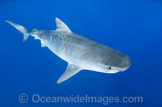 Tiger Shark (Galeocerdo cuvier). Found in Tropical seas, with seasonal sightings in warm temperate areas. Photo taken at the Great Barrier Reef, Qld, Australia Photo - Gary Bell